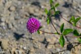 Trifolium pratense