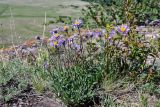 Aster alpinus