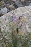 Chamaenerion colchicum. Верхушка побега с цветками и бутонами. Чечня, Шаройский р-н, бассейн р. Цесиахк, нижняя часть долины левого притока, сухой участок дна. 11 августа 2023 г.