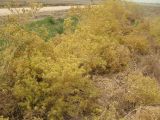 Carthamus tinctorius. Растения с созревающими плодами. Бассейн р. Тигр, провинция Хузестан, Иран. Конец июля 2005 г.