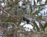 Olea europaea. Ветвь с плодами. Израиль, г. Кармиэль, городской парк. 13.02.2011.