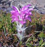 Pedicularis alopecuroides