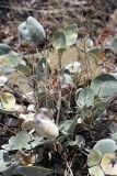 Hedysarum plumosum. Плодоносящее растение. Южный Казахстан, Верхний Боролдай, ущ. Карасай, восточный гребень. 30.06.2011.