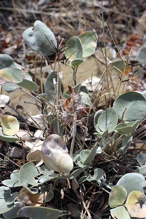 Изображение особи Hedysarum plumosum.