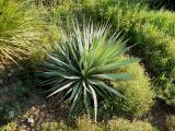 Yucca gloriosa. Культивируемое растение. Южный Берег Крыма, Никитский ботанический сад. 25 августа 2007 г.