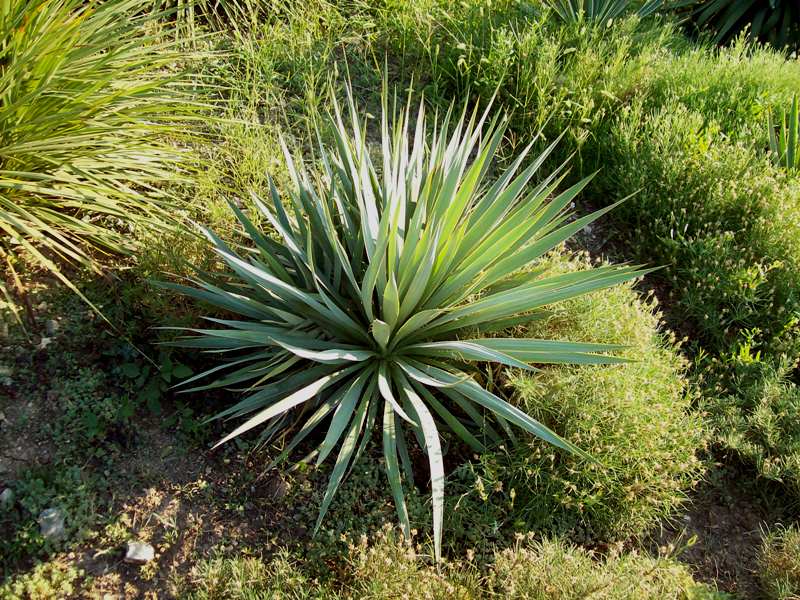 Изображение особи Yucca gloriosa.