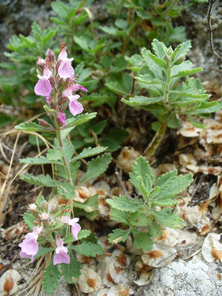 Изображение особи Teucrium chamaedrys.