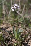 Valeriana chionophila