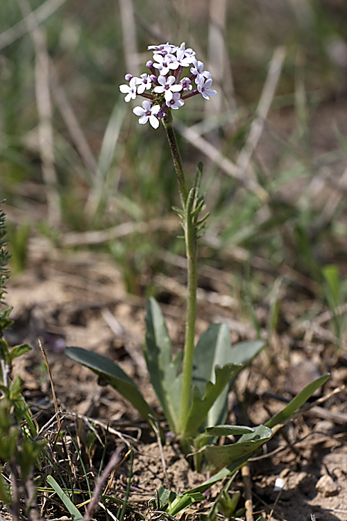 Изображение особи Valeriana chionophila.