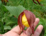 Cypripedium calceolus