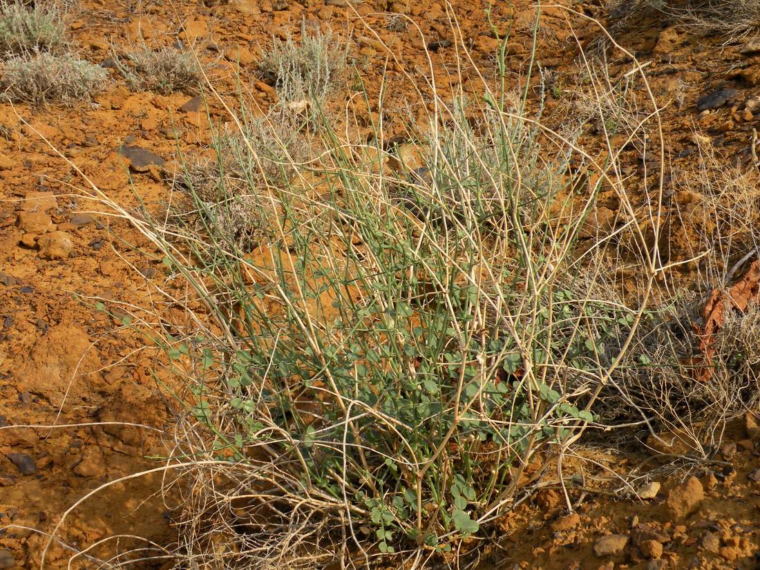 Изображение особи Astragalus amarus.