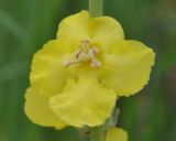 Verbascum undulatum