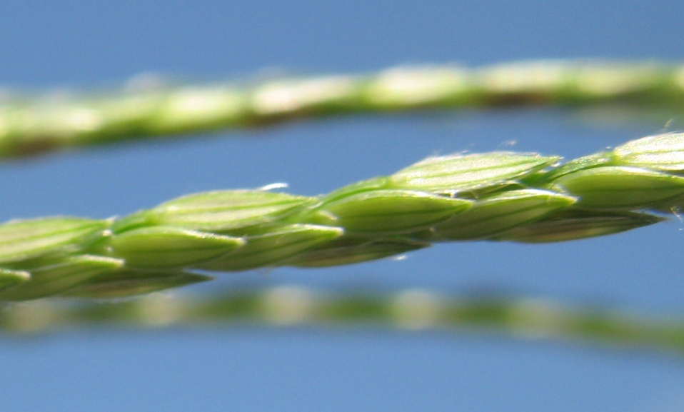 Изображение особи Digitaria sanguinalis.