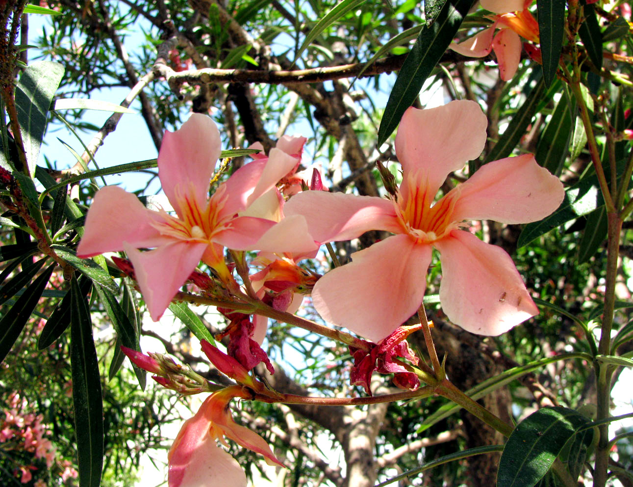 Изображение особи Nerium oleander.