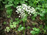 Aegopodium latifolium