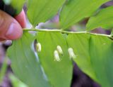 Polygonatum orientale. Часть побега с цветками. Нагорный Карабах, Мартунинский р-н, окр. дер. Ннги. 07.05.2013.