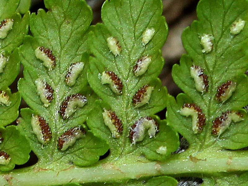 Изображение особи Athyrium filix-femina.