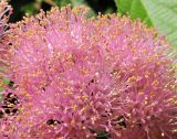 Callicarpa japonica