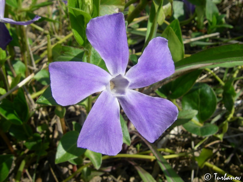 Изображение особи Vinca major.