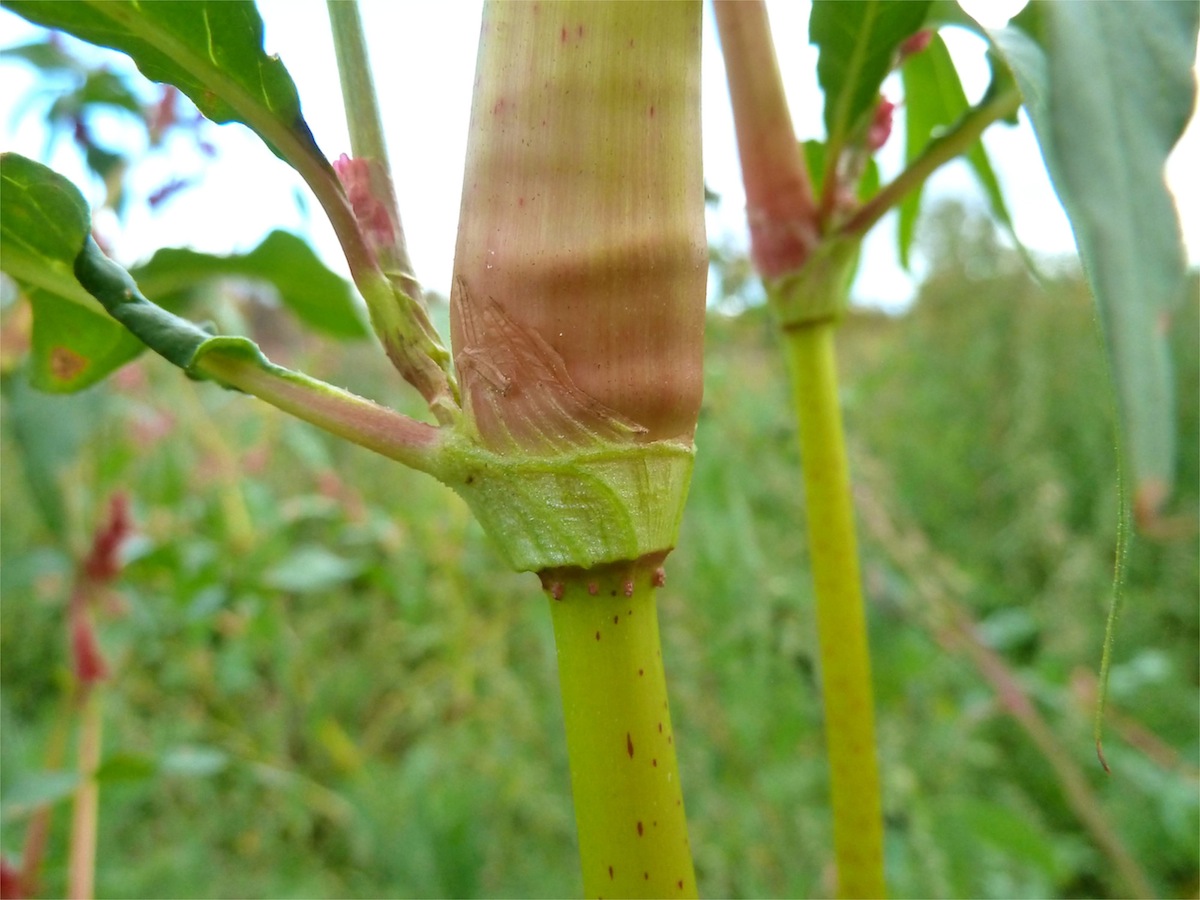 Изображение особи Persicaria lapathifolia.