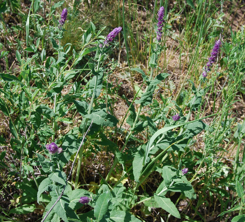 Изображение особи Salvia tesquicola.