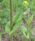 Brassica campestris