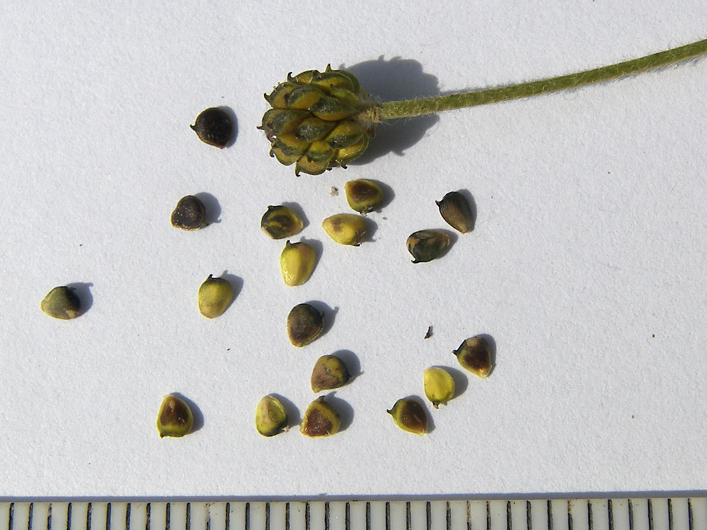 Изображение особи Ranunculus oreophilus.