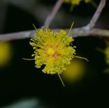 Acacia baileyana. Соцветие. Израиль, Шарон, пос. Кфар Монаш, ботанический сад \"Хават Ганой\". 31.01.2016.