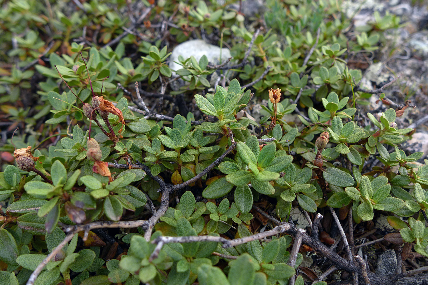 Изображение особи Rhododendron lapponicum.