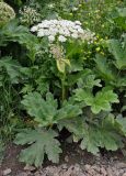 Heracleum sosnowskyi. Цветущее растение. Северная Осетия, Ирафский р-н, верховья р. Урух, выс. около 1800 м н.у.м., луг на берегу реки, у дороги. 05.07.2016.