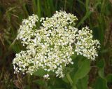 Cardaria draba