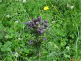 Cirsium palustre