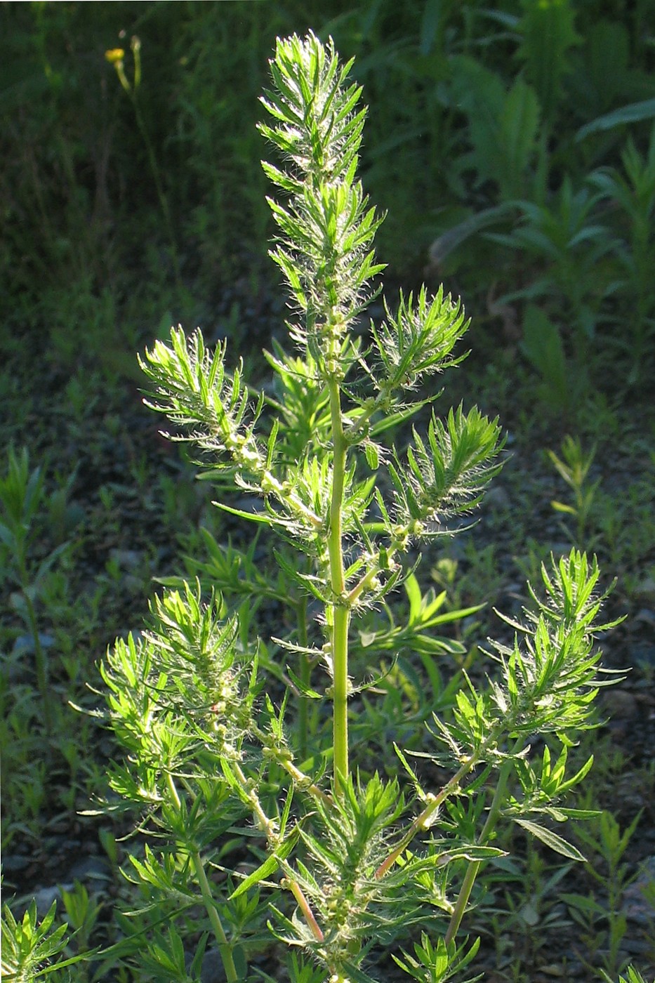 Image of Bassia scoparia specimen.