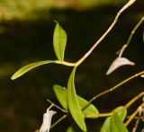 Dendrobium crumenatum