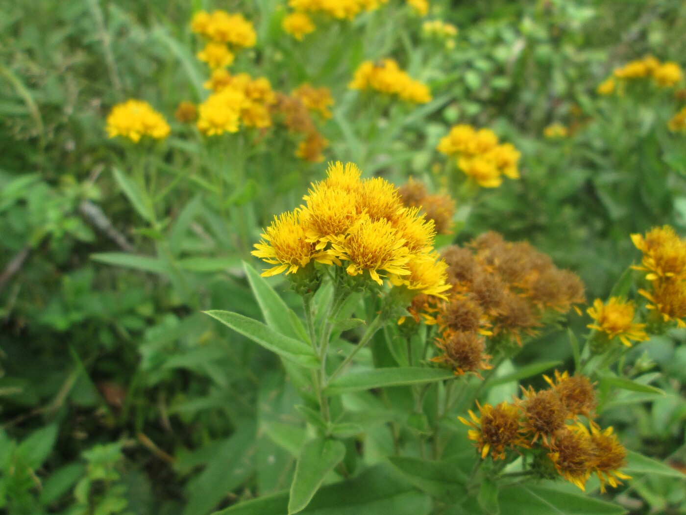 Изображение особи Inula germanica.