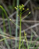 Draba nemorosa