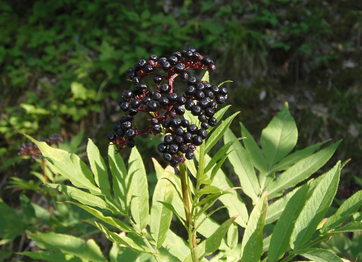 Изображение особи Sambucus ebulus.