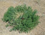 Peganum harmala. Зацветающее растение. Узбекистан, северная часть г. Самарканд, холмы Афрасиаба. 03.05.2018.