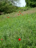 Papaver commutatum