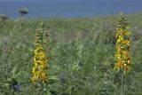 Ligularia fischeri