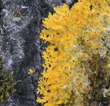 Xanthoria parietina. Слоевище с апотециями на стволе осины. Коми, Сыктывдинский р-н, окр. пос. Еляты, осиновый лесок на берегу старицы. 01.06.2018.