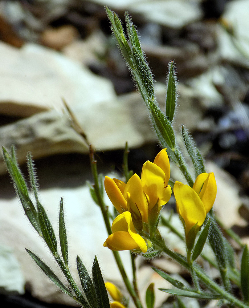 Изображение особи Genista humifusa.