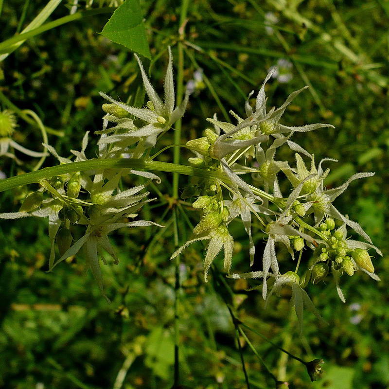 Изображение особи Echinocystis lobata.