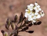 Sophiopsis sisymbrioides. Вершина побега с цветками и плодами. Узбекистан, Наманганская обл., Кураминский хр., Ангренское плато, окр. пер. Чупанкуйди (Cho'ponkuydi), выс. ок. 2600 м н.у.м. 25.06.2020.