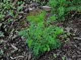 Cardamine impatiens