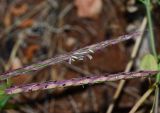 Andropogon distachyos. Соцветия. Израиль, Нижняя Галилея, г. Верхний Назарет, ландшафтный парк. 24.03.2015.