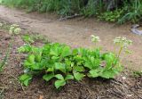 Ligusticum scoticum