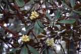 Rhododendron sinofalconeri