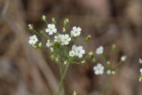 Androsace lactiflora. Цветки. Томская обл., г. Томск, пос. Заварзино, скальные выходы. 21.05.2022.