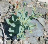 Euphorbia blepharophylla. Растение с незрелыми плодами. Вост. Казахстан, Курчумский хр. 28.05.2004.